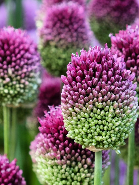 6 steps to planting Allium bulbs